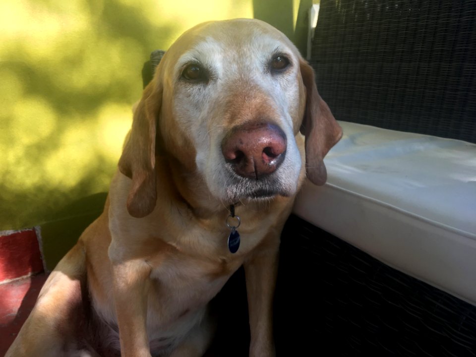 Good Old Bean
