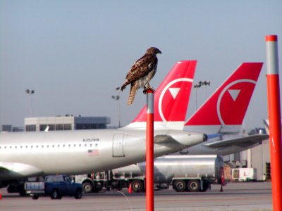 red tailed hawk (juvenile) at airport 2 USDA