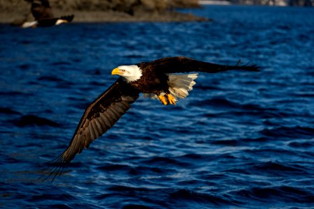 2020 Bald Eagles in Flight, vic Homer, Alaska (26)