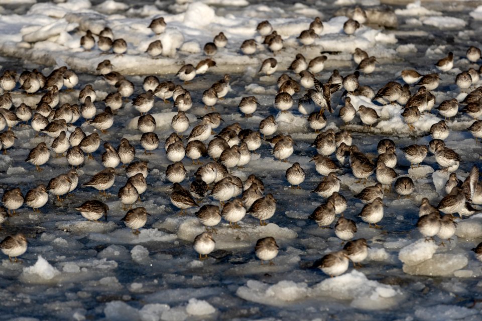 2020 Sea Otters, Birds, Boats, and Seals vic Homer, Alaska (8)