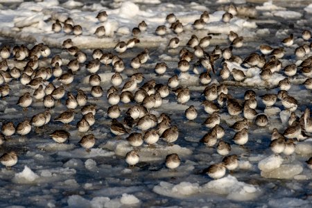 2020 Sea Otters, Birds, Boats, and Seals vic Homer, Alaska (8)