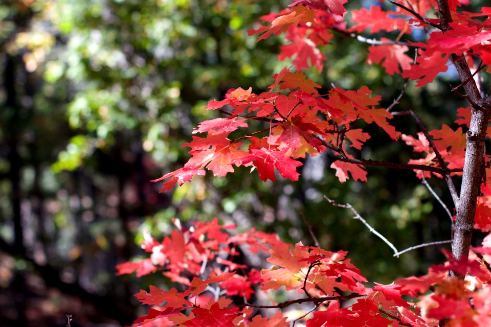 Maple in the Pine Forest