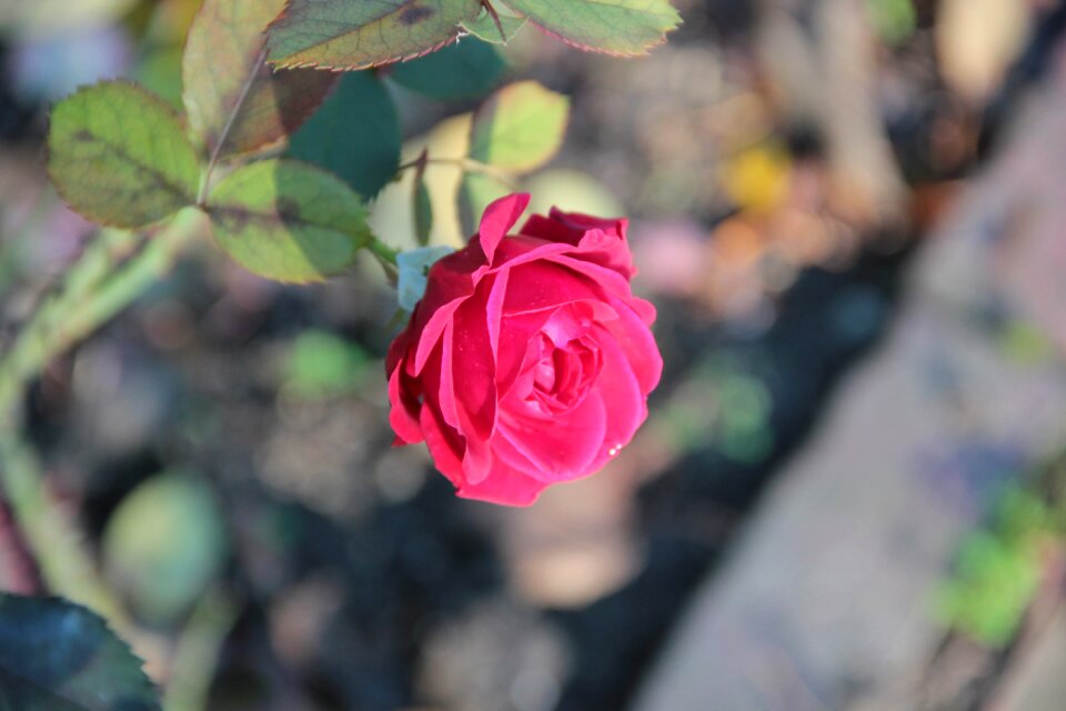 Flower romance bloom