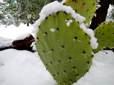 Snow on Cactus photo