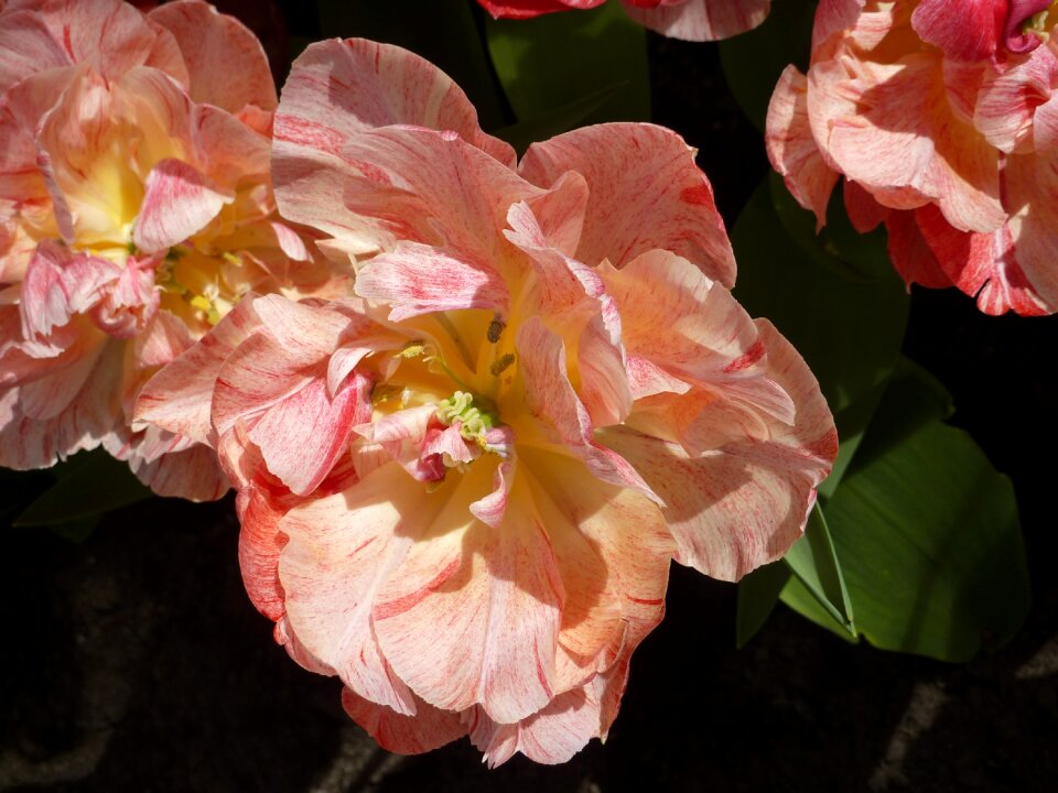 Blossom bloom plant