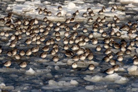 2020 Sea Otters, Birds, Boats, and Seals vic Homer, Alaska (7)