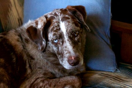 2018/365/15 Yes. I'm Happy to Be On My Couch. Now Fetch Me a Milkbone. photo