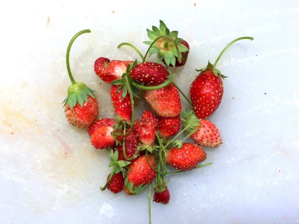 A Big Strawberry Haul...