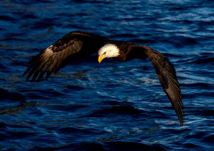 2020 Bald Eagles in and around Homer, Alaska (77)