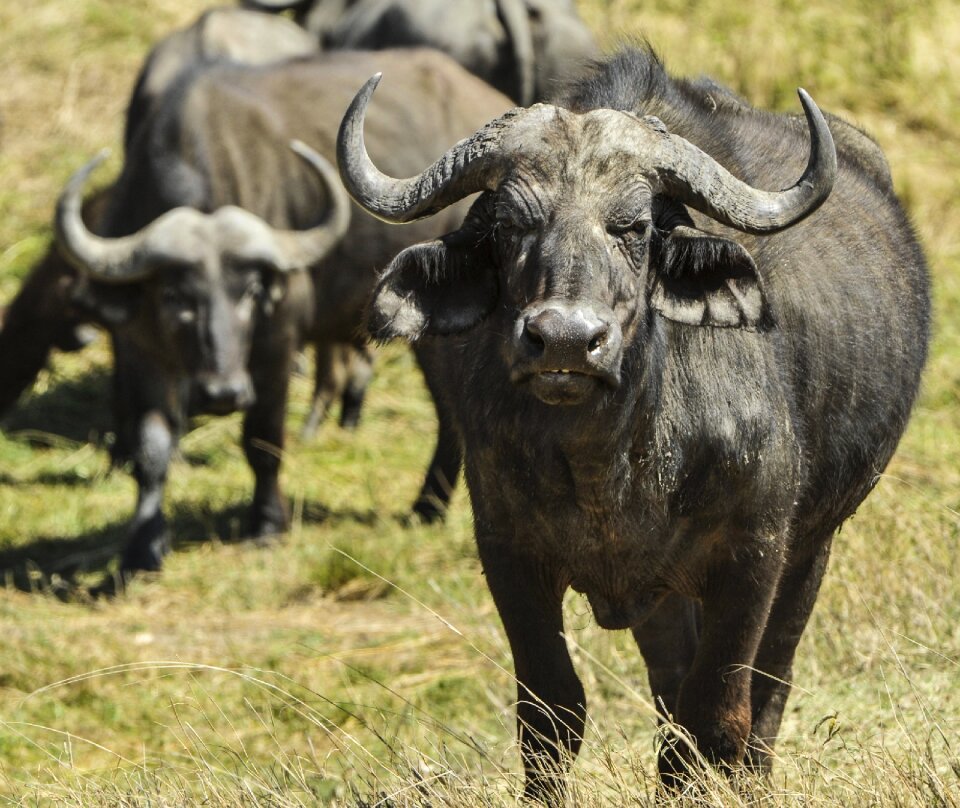 Bovine wild horn photo