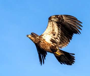 2020 Juvenile Bald Eagles (13) photo