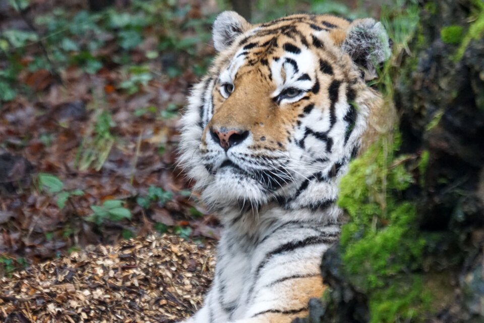 Dangerous zoo amurtiger
