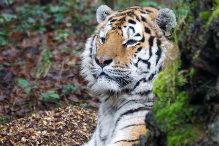 Dangerous zoo amurtiger