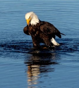 2020 Bald Eagles Going after Fish (28)