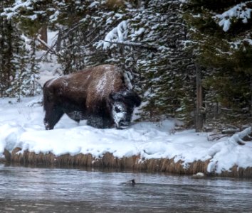 2019 Yellowstone -Bison (33)