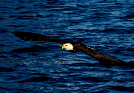 2020 Bald Eagles in and around Homer, Alaska (76)