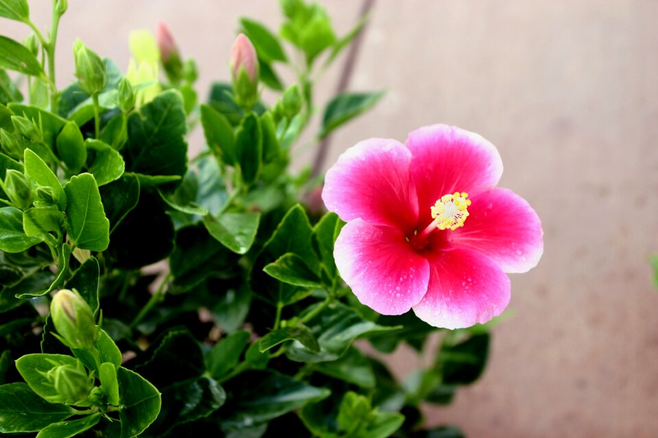 Blossom tropical red