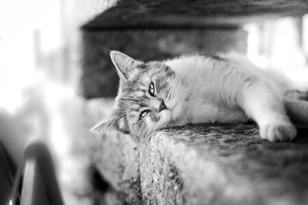 Black and white gray cat gray pets photo