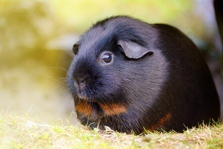Black red loh nature portrait