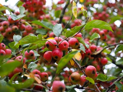 Ornamental tree ornamental fruit malus