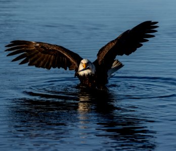 2020 Bald Eagles Going after Fish (23) photo