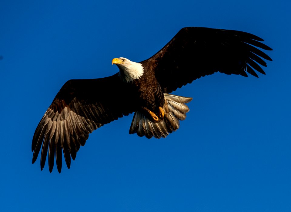 2020 Bald Eagles in and around Homer, Alaska (74)