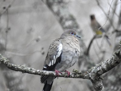 Perched photo