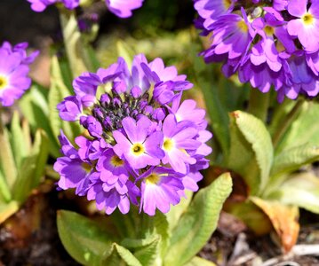 Flowers purple plant
