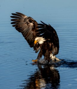 2020 Bald Eagles Going after Fish (25)