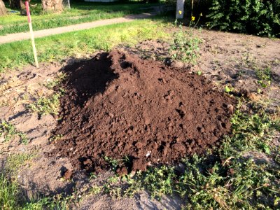 Forty Five Year Old Manure