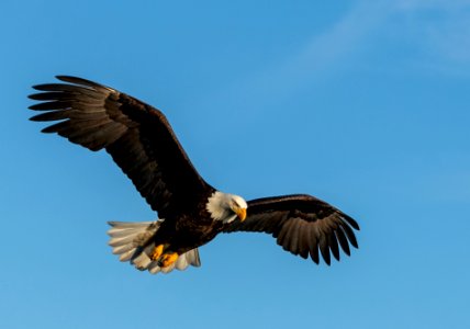 2020 Bald Eagles in and around Homer, Alaska (90)