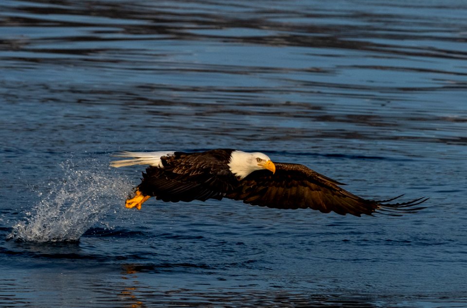 2020 Bald Eagles Going after Fish (10)