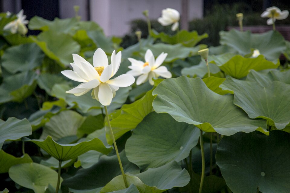 Plant beautiful landscape