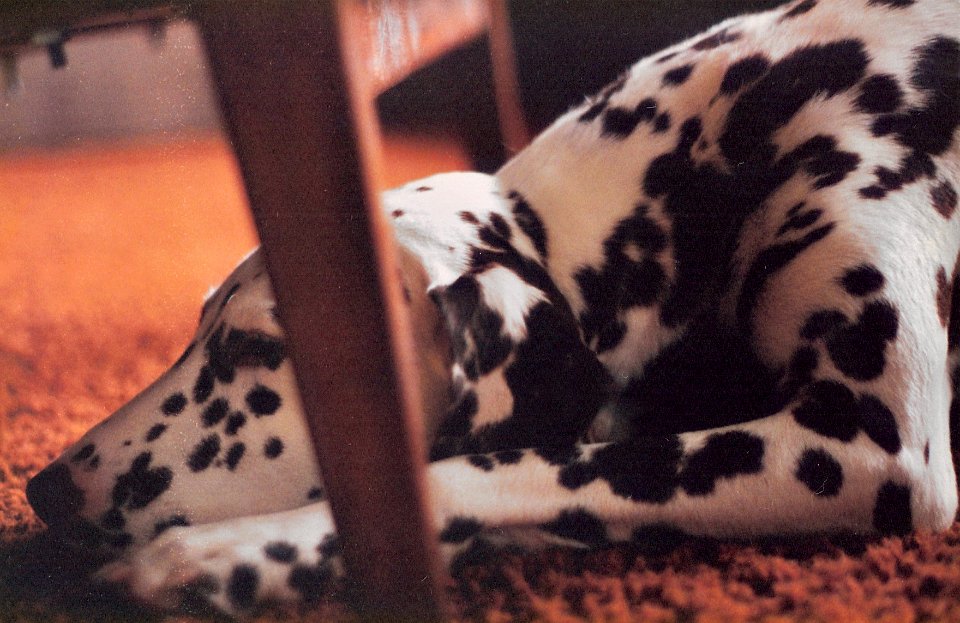 Dominoe Doing What Dogs Do Best