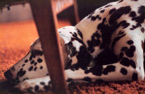 Dominoe Doing What Dogs Do Best