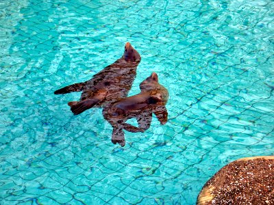 Robbenpool - Seals photo