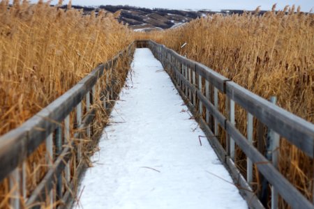 Winter on the Marsh photo