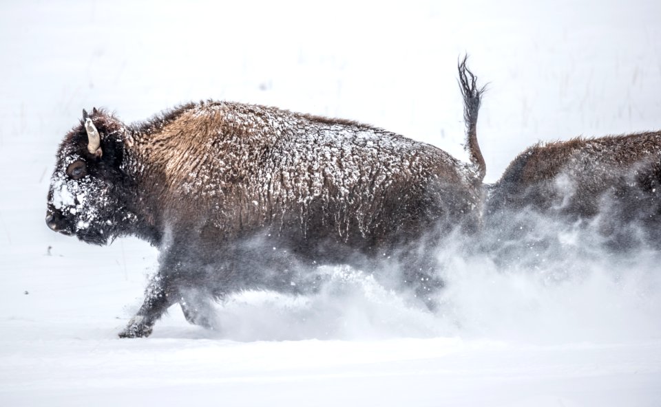 2019 Yellowstone -Bison (30)