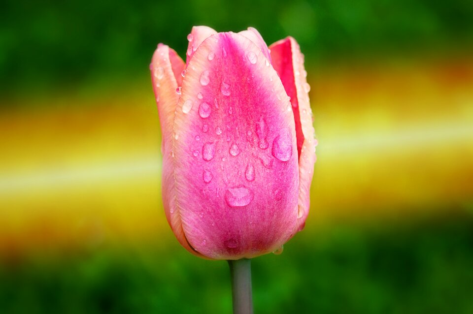 Plant blossom bloom