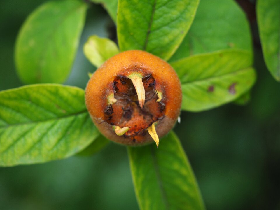 Edible real medlar kernobstgewaechs