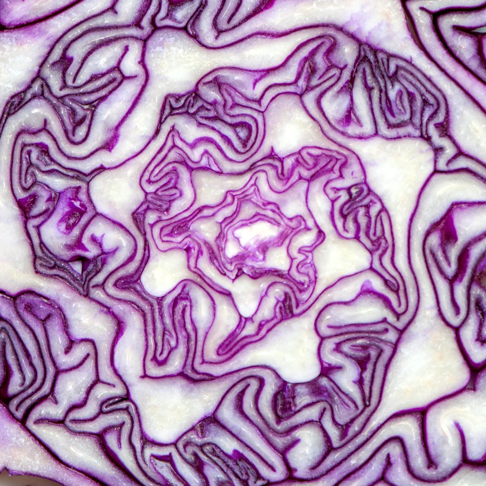 Red cabbage