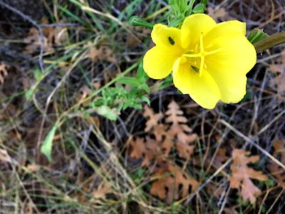 At Least We Have Wildflowers
