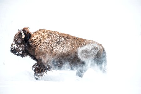 2019 Yellowstone -Bison (28)