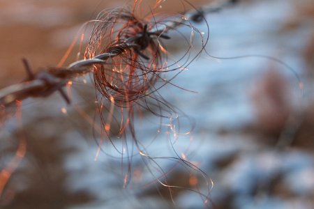 Heart on a Wire photo