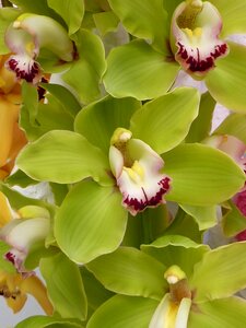 Beautiful plant blossom