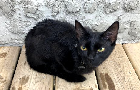 The Critical Cat