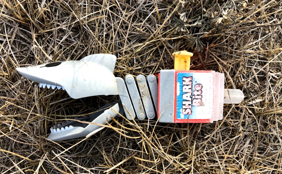 The Rare Prairie Shark