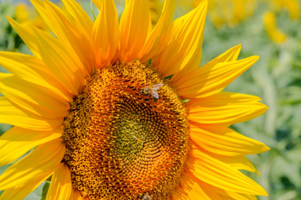 Sunflower yellow nature