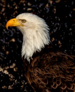 2020 Bald Eagle Portraits, vicinity Homer, Alaska (18)