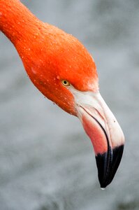 Zoo animal bird photo